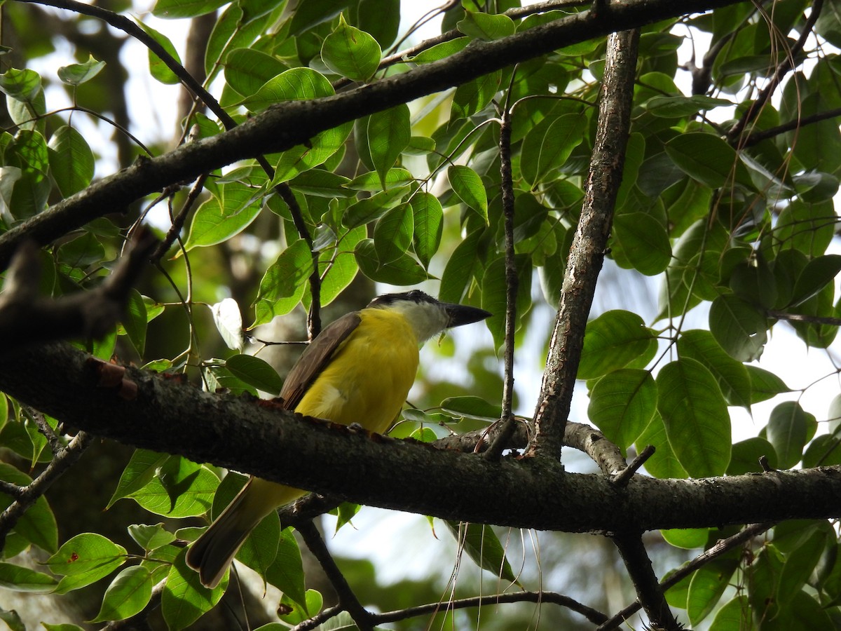 Boat-billed Flycatcher - ML625501891