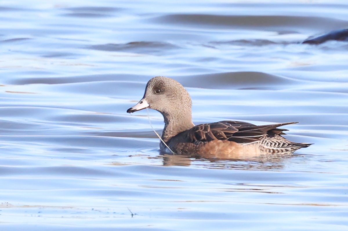 American Wigeon - ML625501960