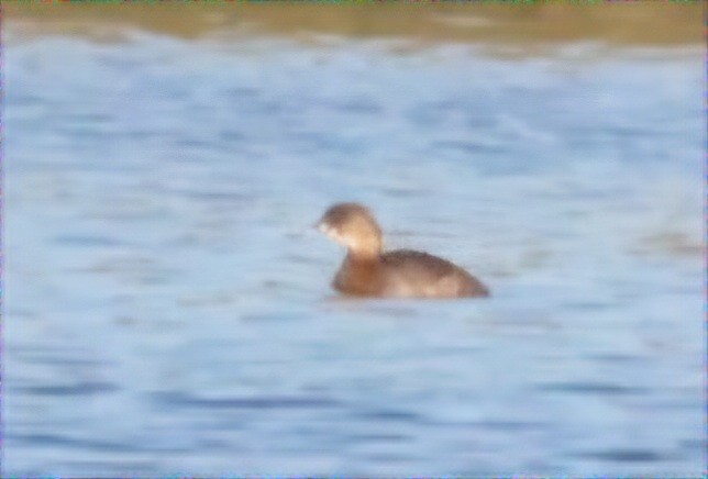 Pied-billed Grebe - ML625502025