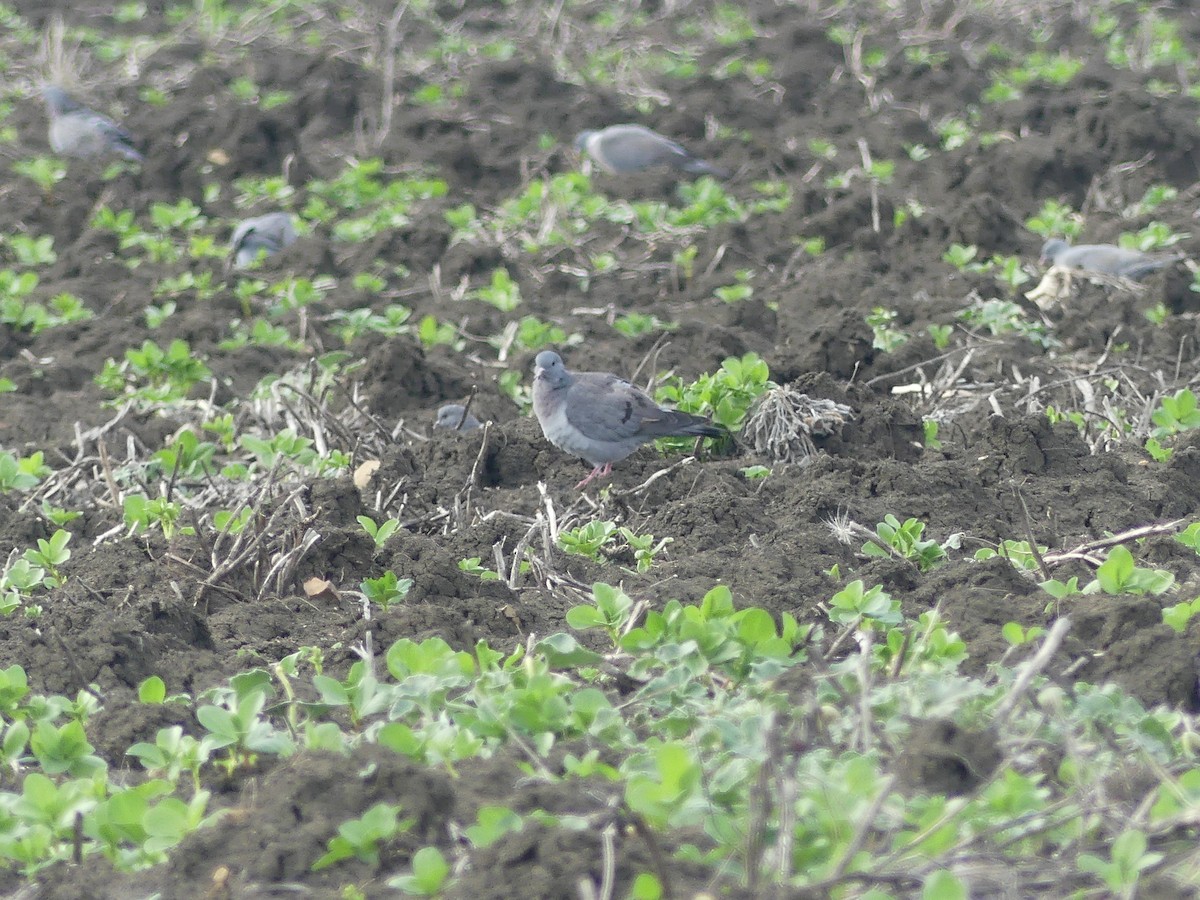 Stock Dove - ML625502038