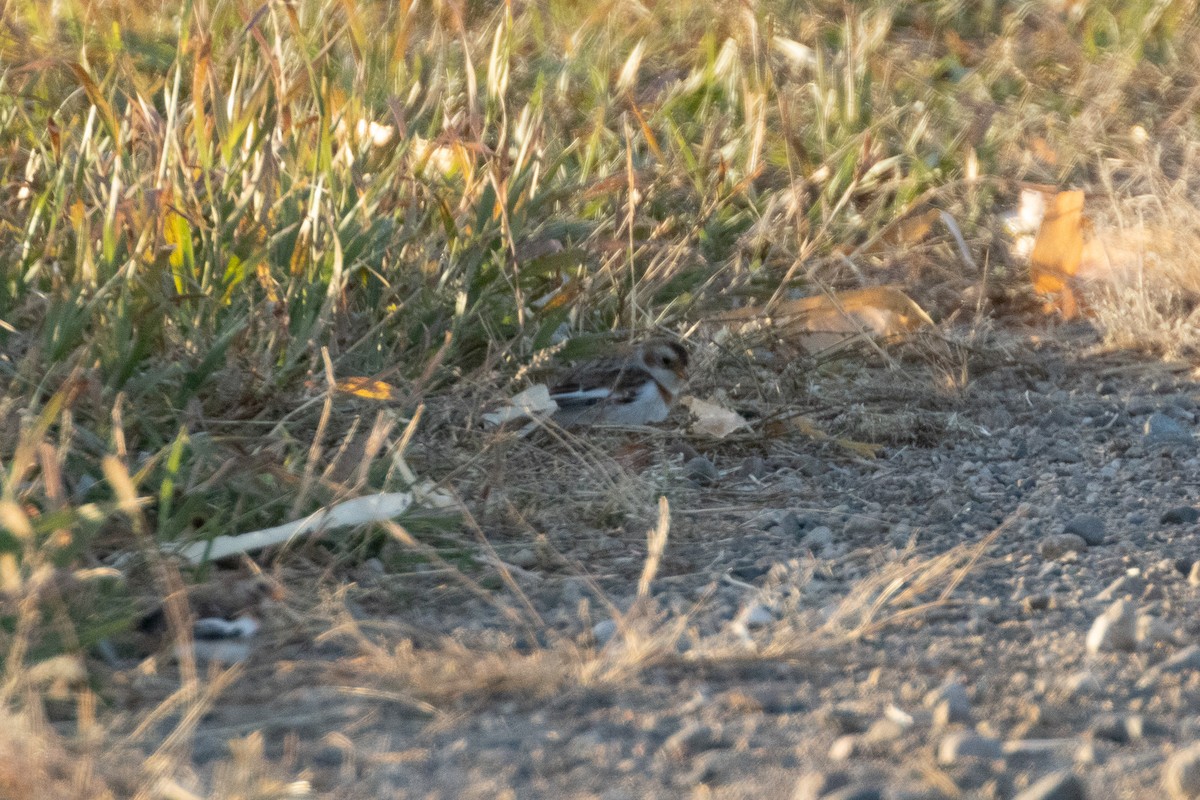 גיבתון שלג - ML625502180