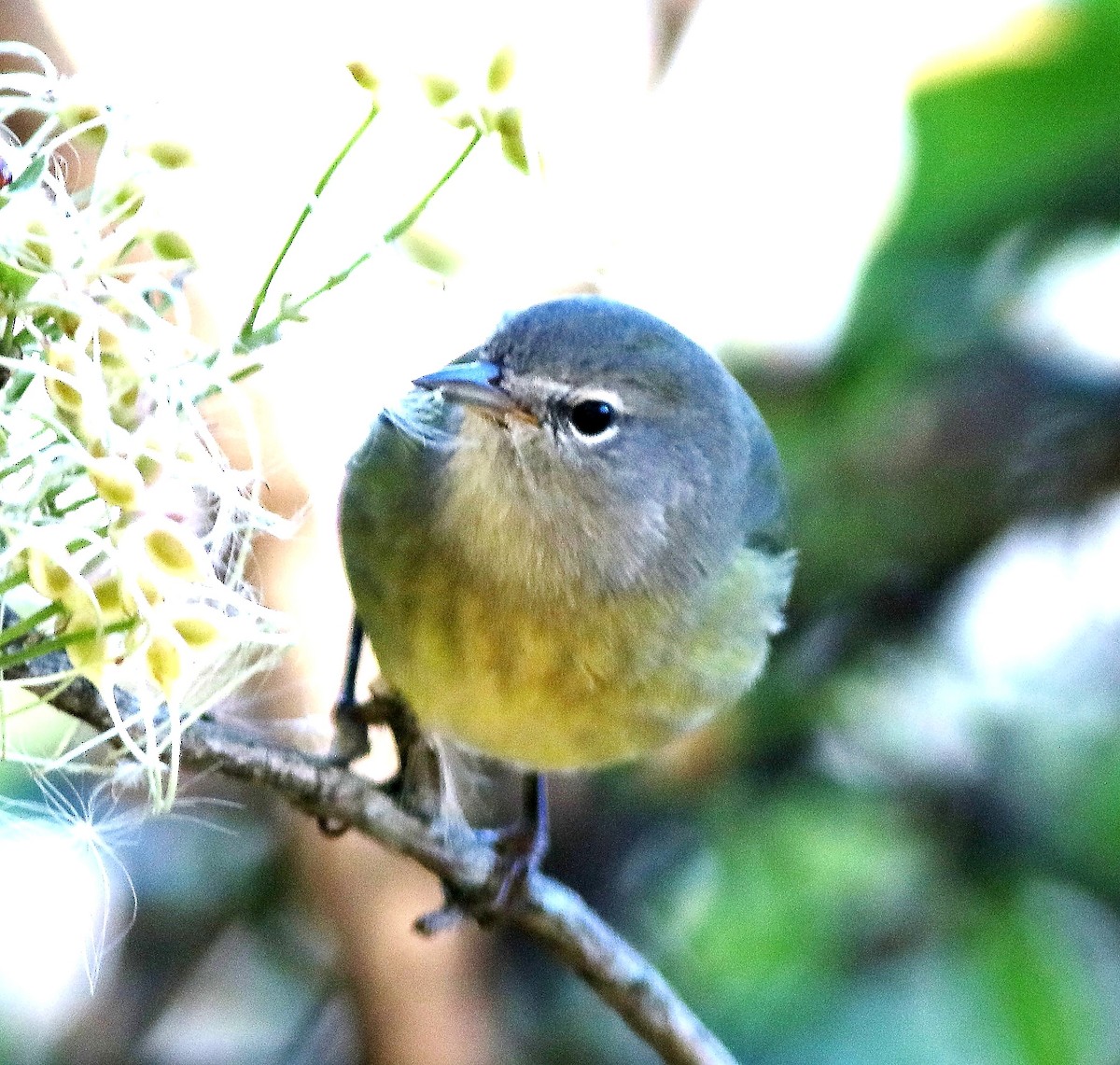 Orange-crowned Warbler - ML625502182