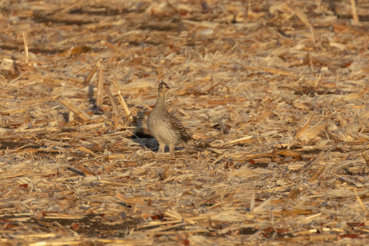 Sharp-tailed Grouse - ML625502192