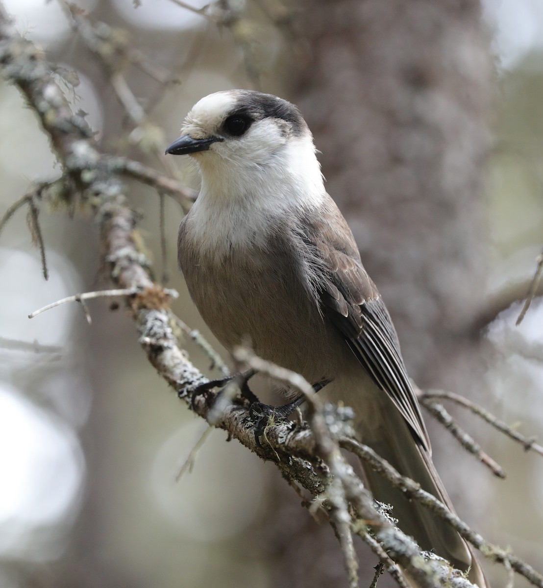 Canada Jay - Laurel Barnhill