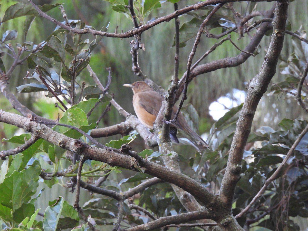 Clay-colored Thrush - María Eugenia Paredes Sánchez