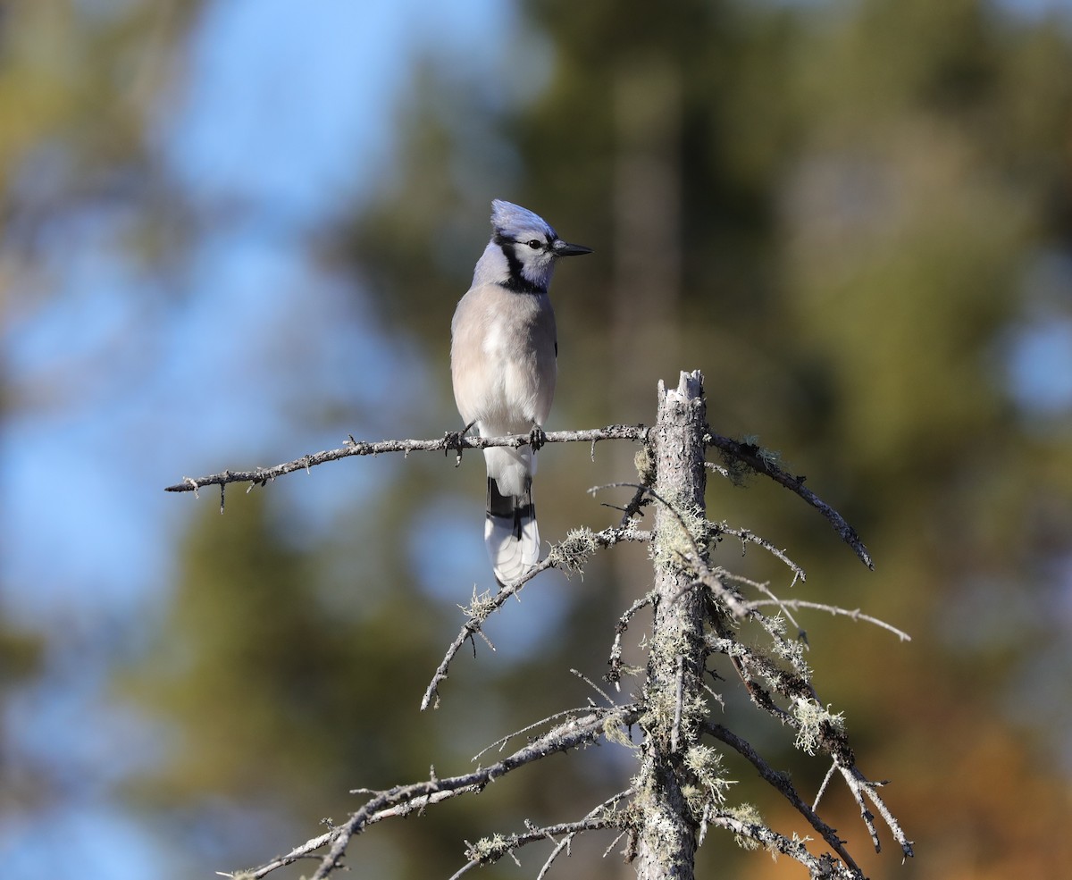 Blue Jay - Laurel Barnhill