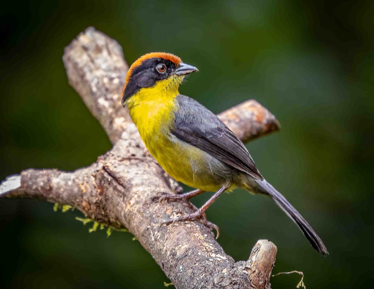 Yellow-breasted Brushfinch - ML625502528