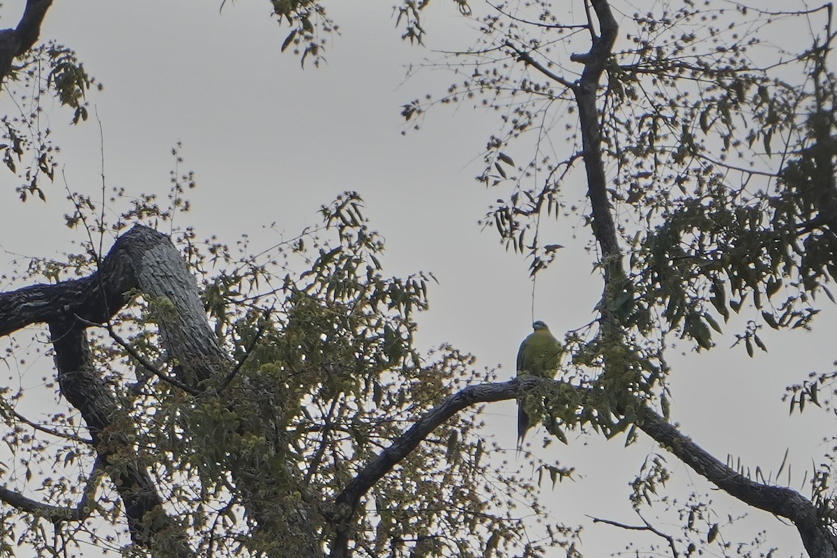 Pin-tailed Green-Pigeon - ML625502542