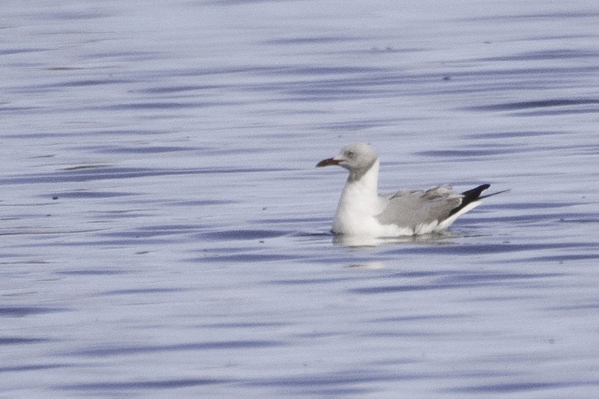 Gray-hooded Gull - ML625502546