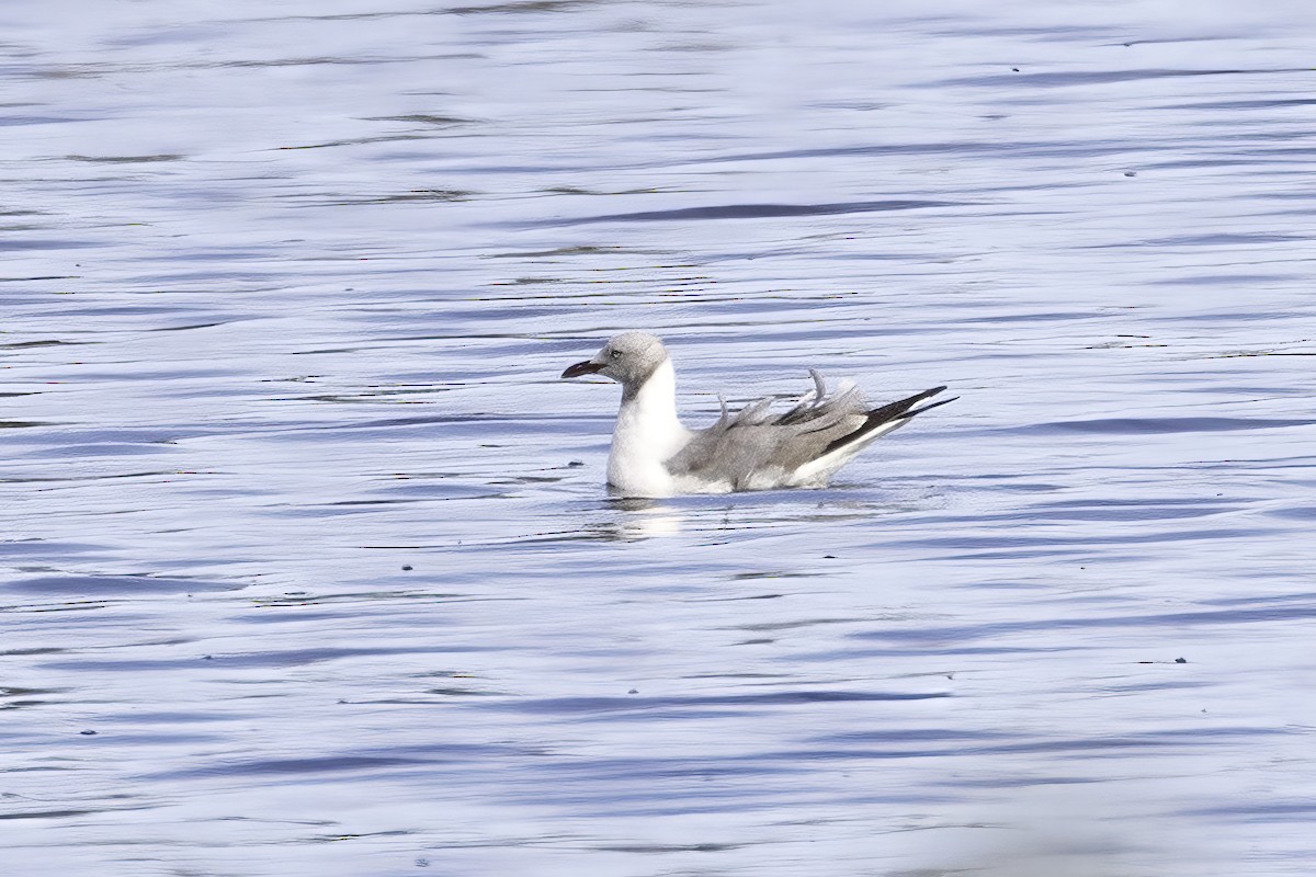 Gray-hooded Gull - ML625502551