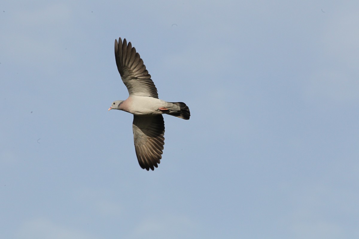 Stock Dove - ML625502558