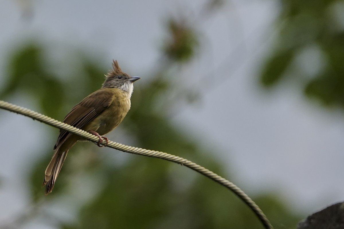 Puff-throated Bulbul - ML625502674