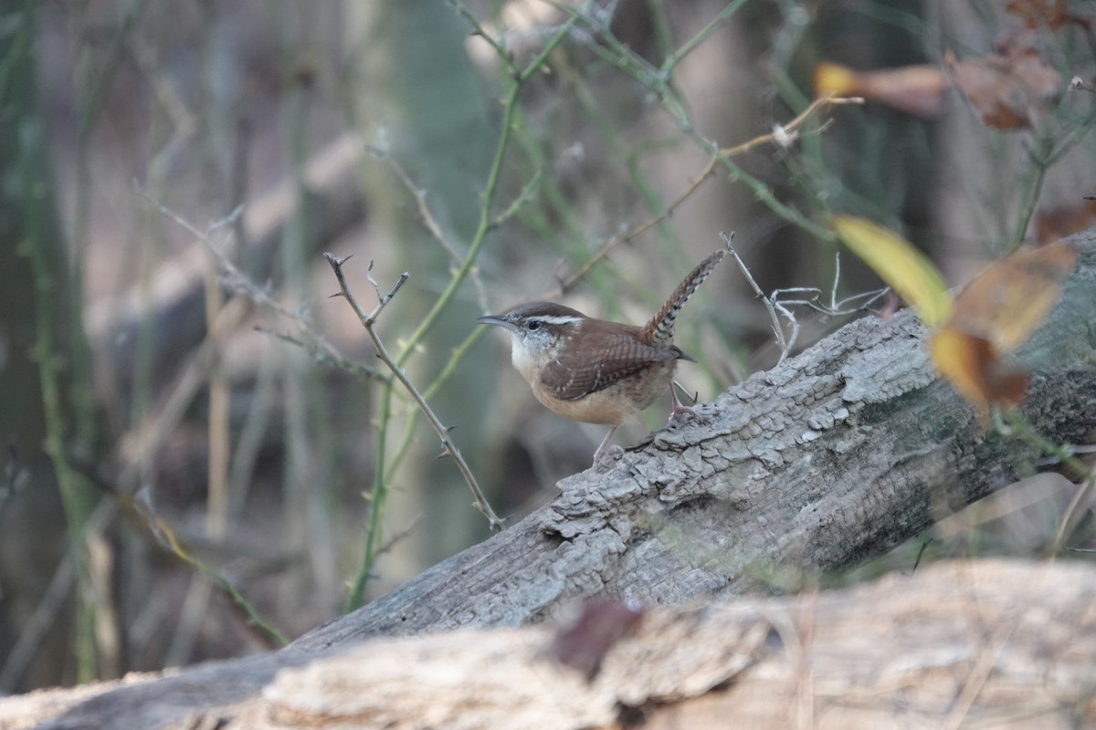 Carolina Wren - ML625502677