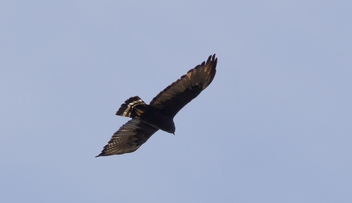 Zone-tailed Hawk - ML625502845