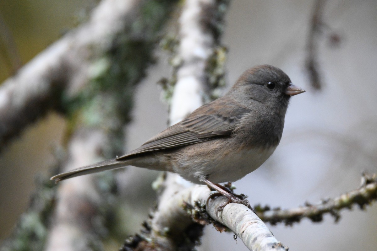 Dark-eyed Junco - ML625502889