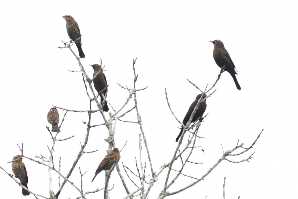 Rusty Blackbird - ML625502902