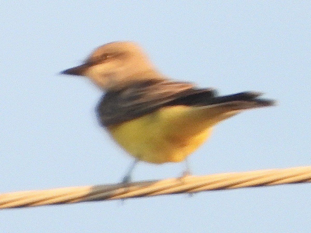 Western Kingbird - ML625502929