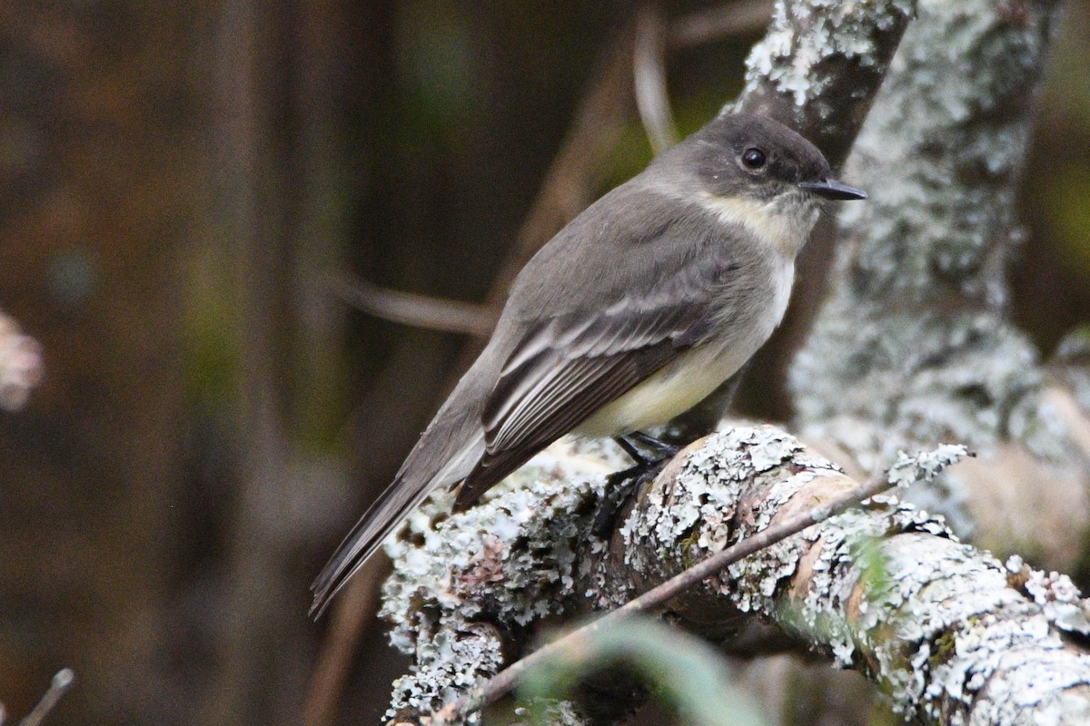 Eastern Phoebe - ML625502963