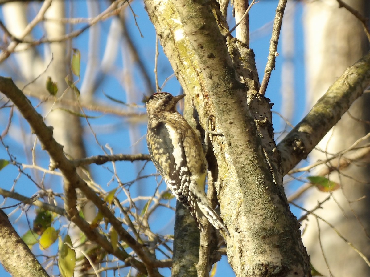 Yellow-bellied Sapsucker - Kathy Rickey