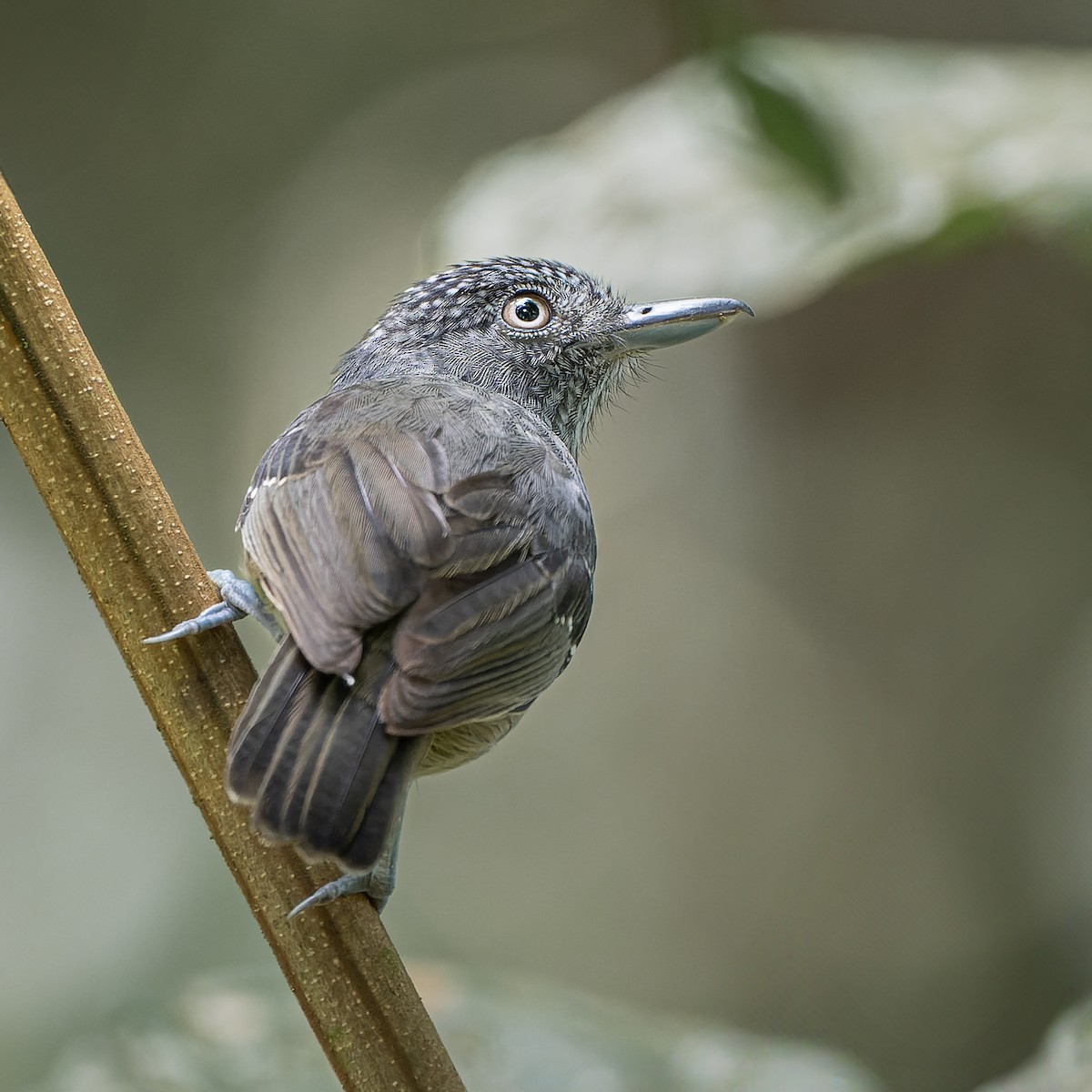 Batara ponctué - ML625503047