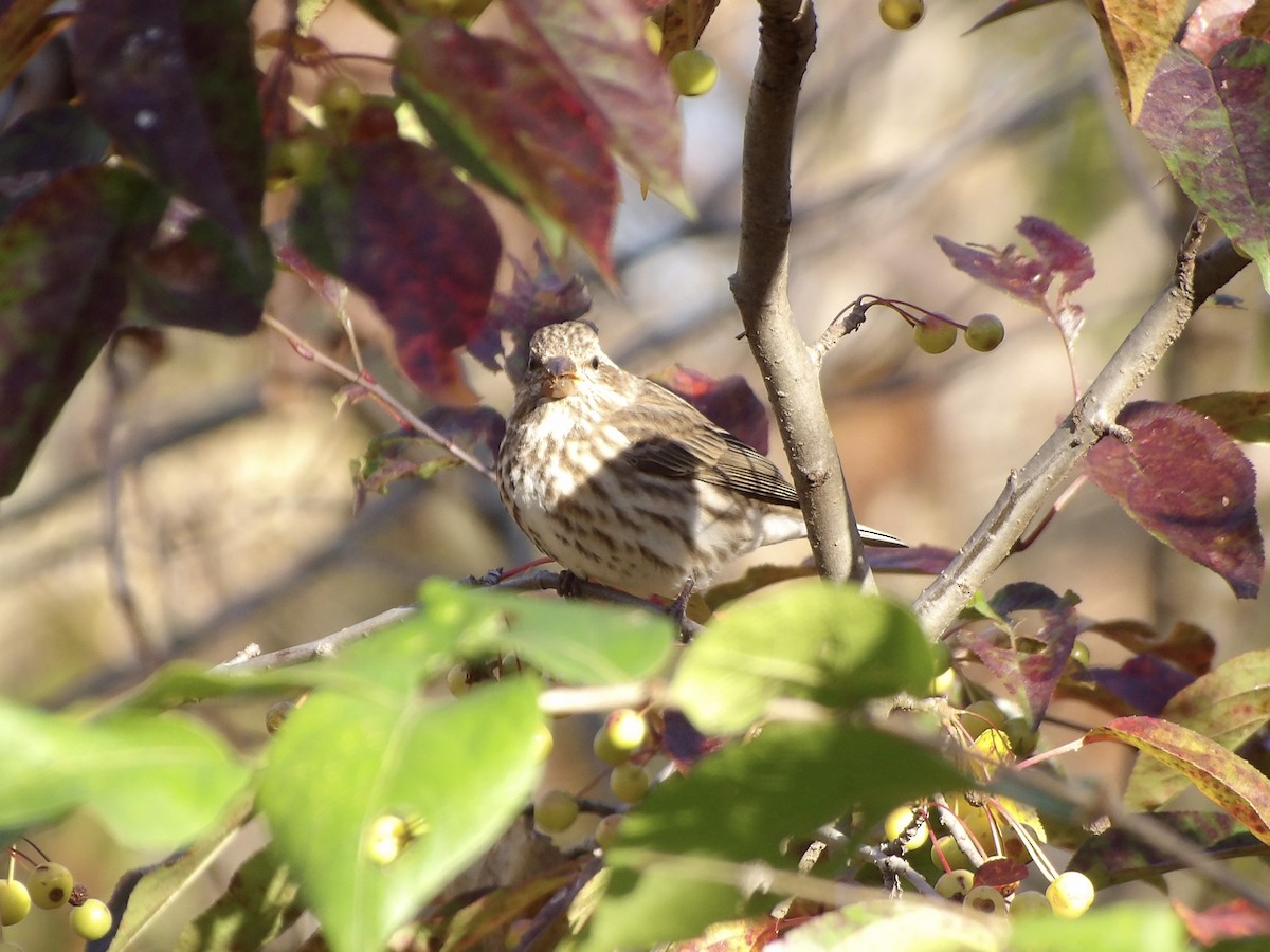 Purple Finch - ML625503051