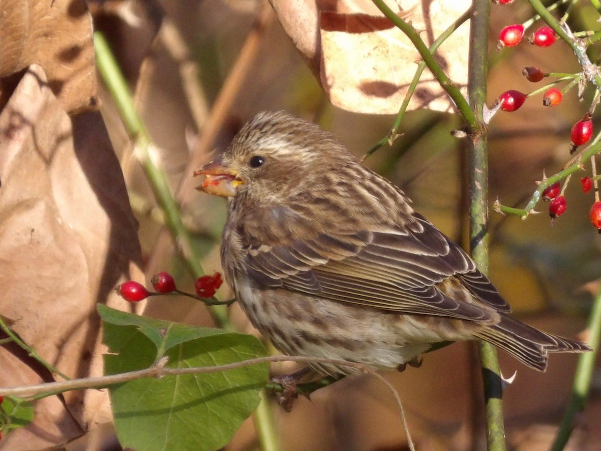 Purple Finch - ML625503052