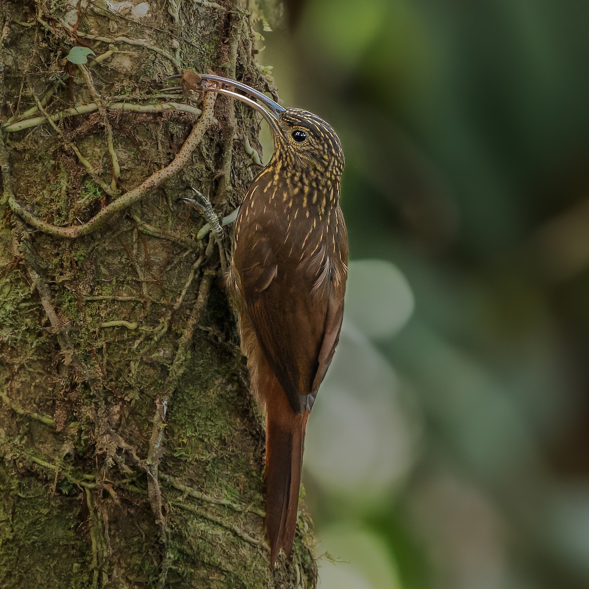 Brown-billed Scythebill - ML625503061