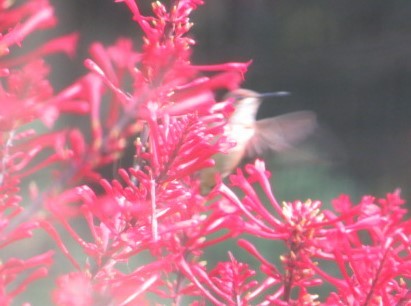 Rufous Hummingbird - ML625503194