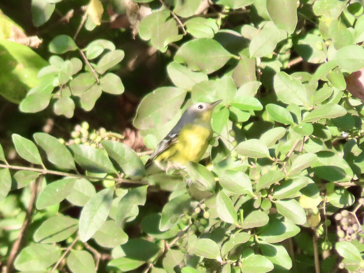 Magnolia Warbler - ML625503240