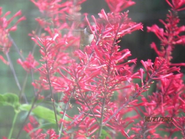 Rufous Hummingbird - ML625503271