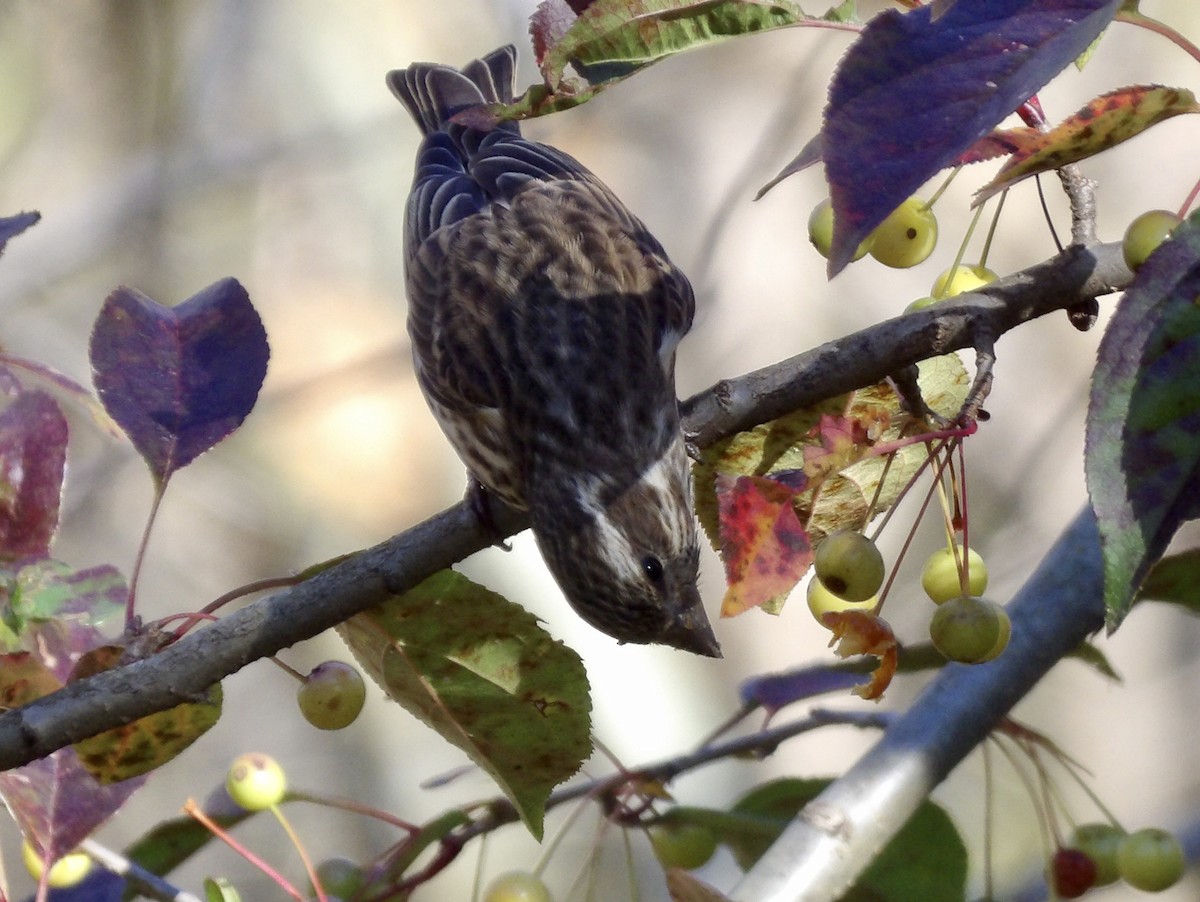 Purple Finch - ML625503292