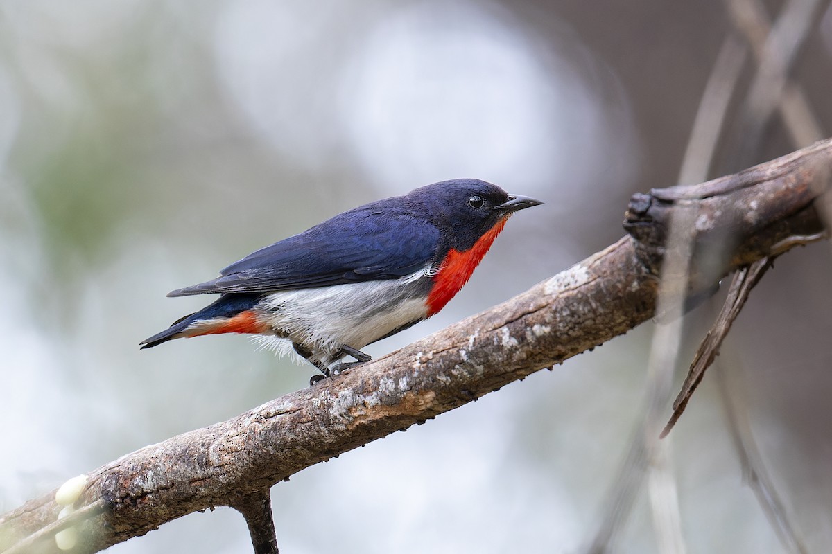 Mistletoebird - ML625503330