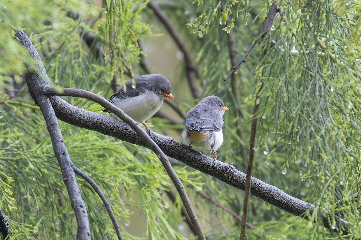 Mistletoebird - ML625503331