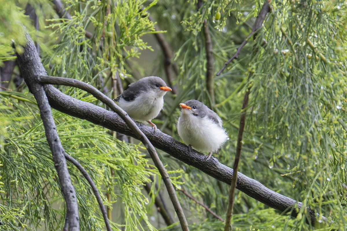 Mistletoebird - ML625503332