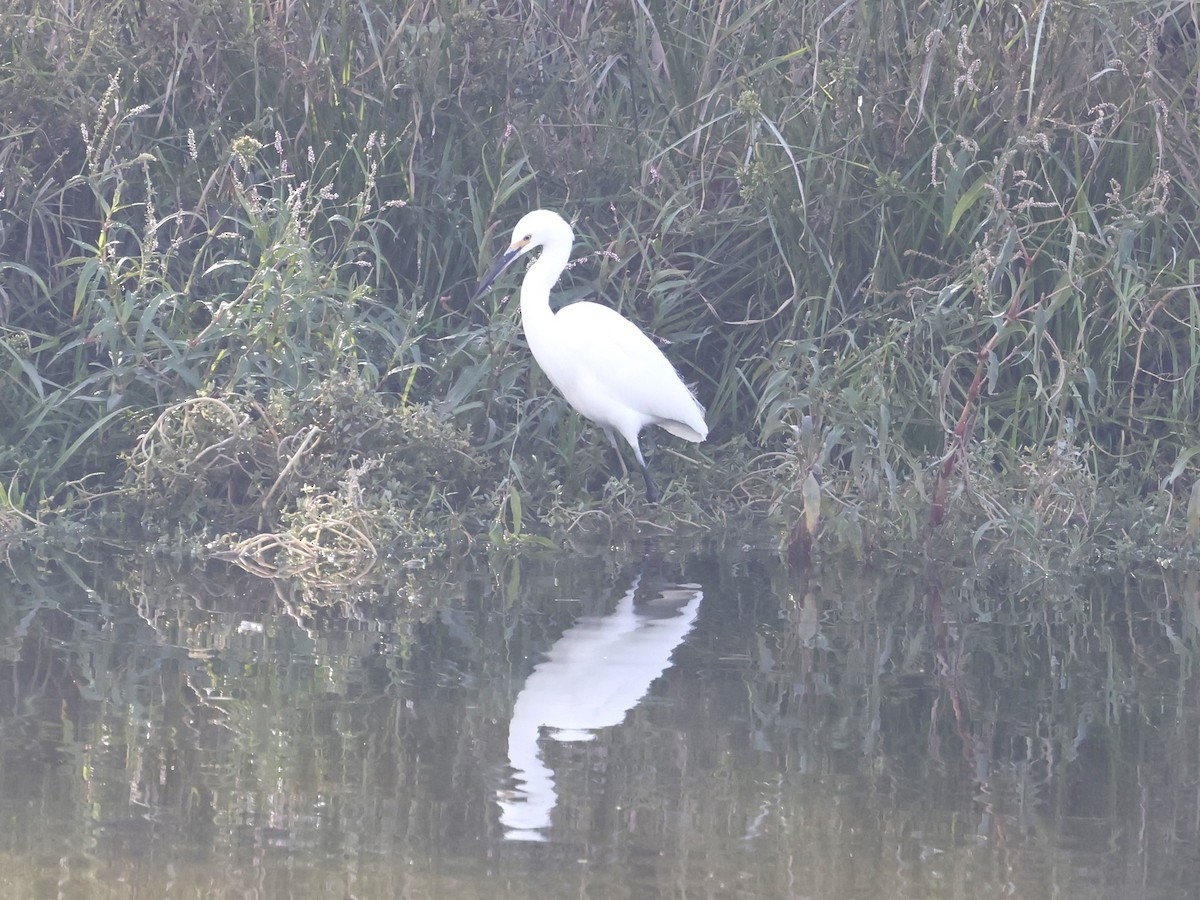 Snowy Egret - ML625503431