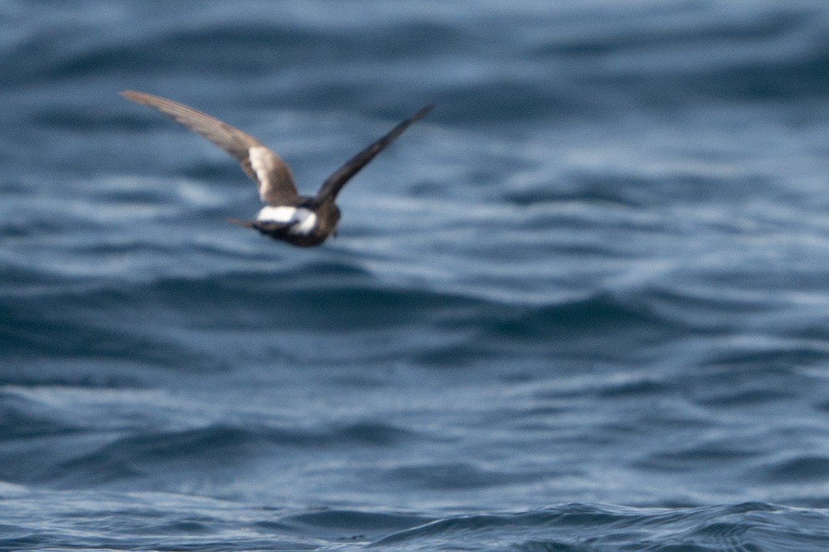 Wilson's Storm-Petrel - ML625503643