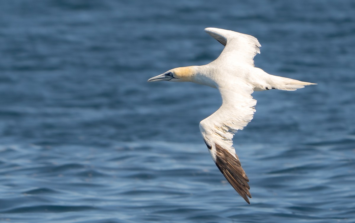 Northern Gannet - Rei Segali