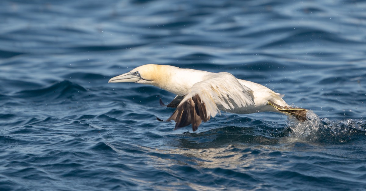 Northern Gannet - Rei Segali