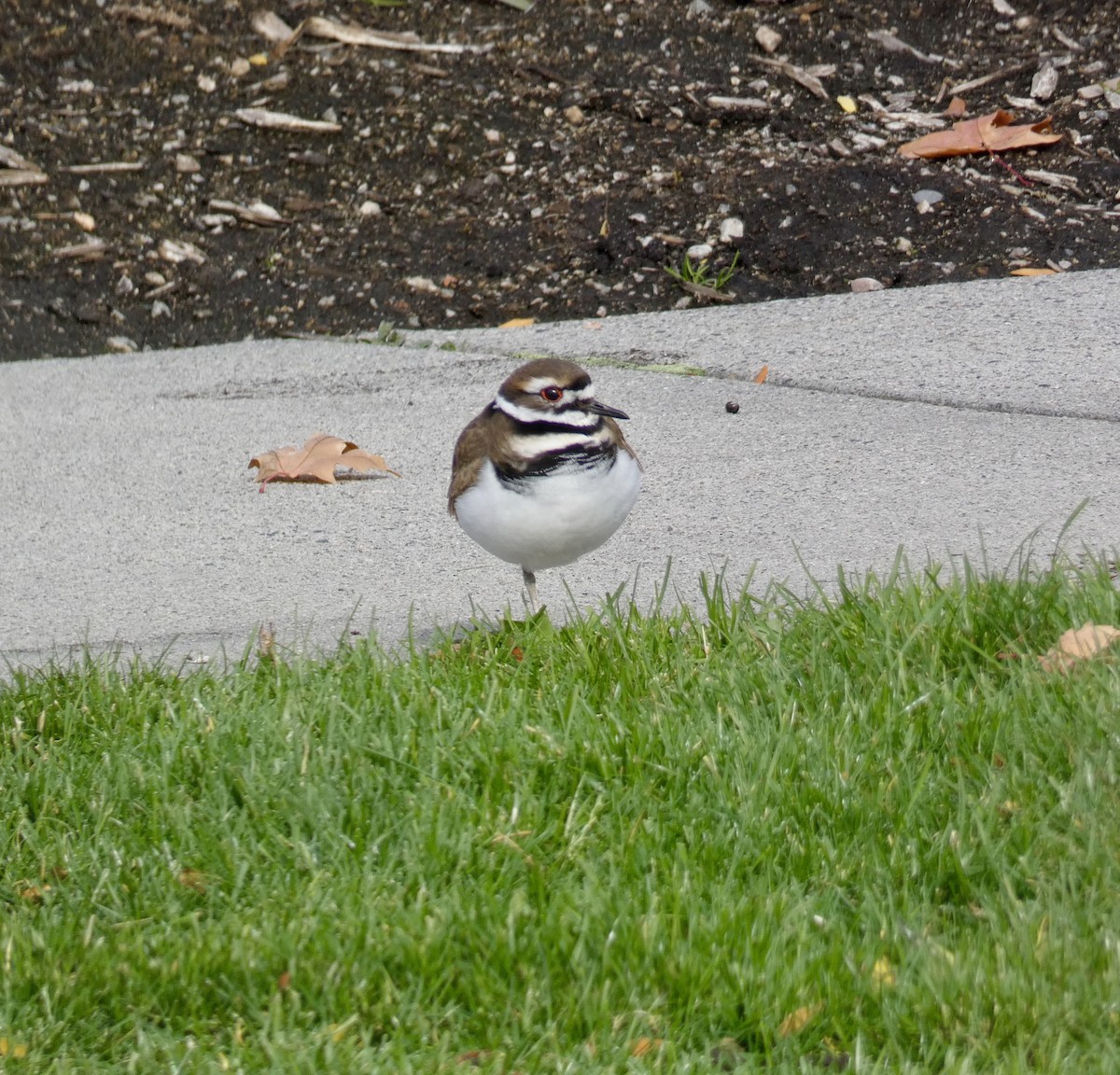 Killdeer - ML625503743