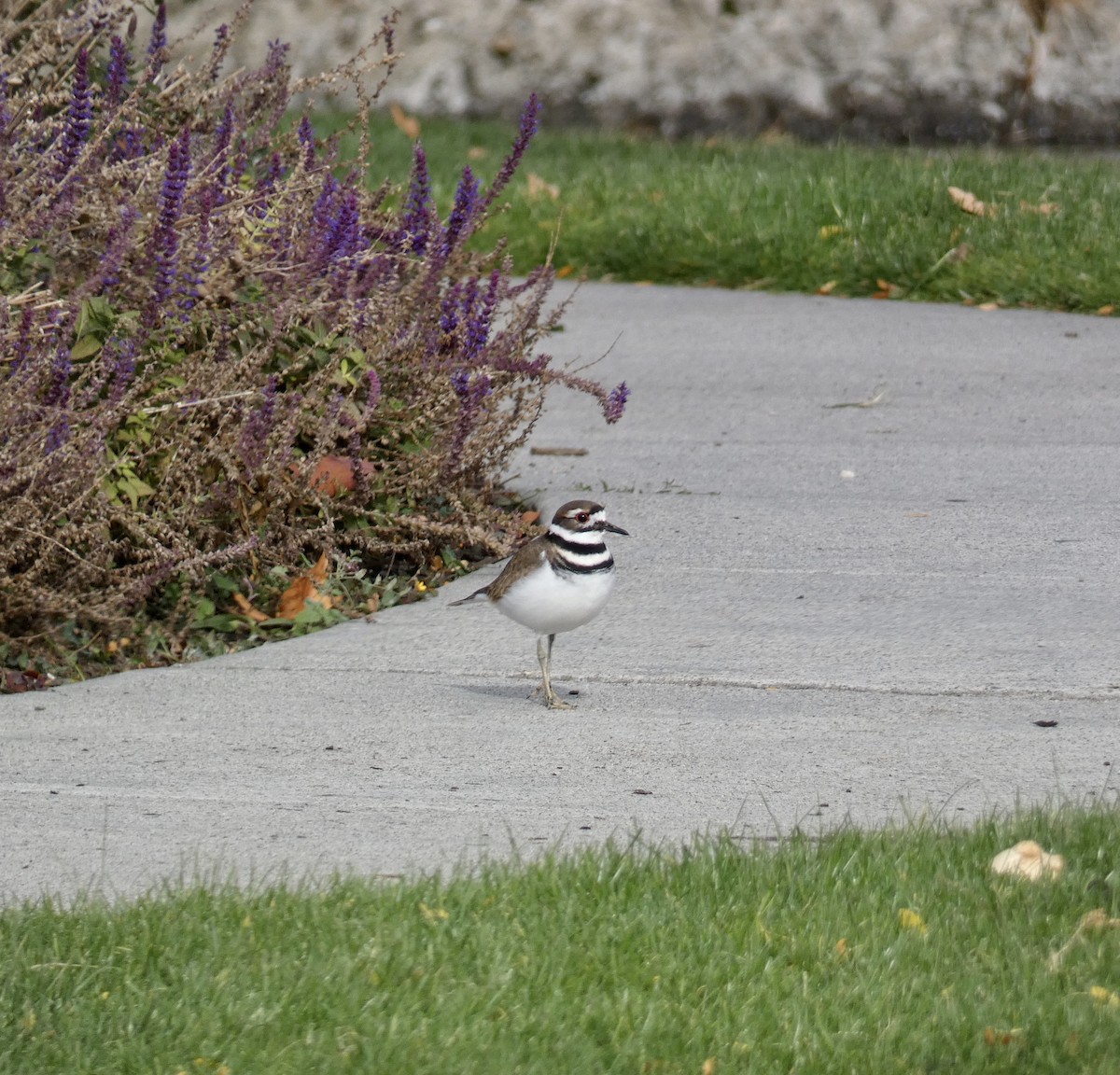 Killdeer - ML625503744
