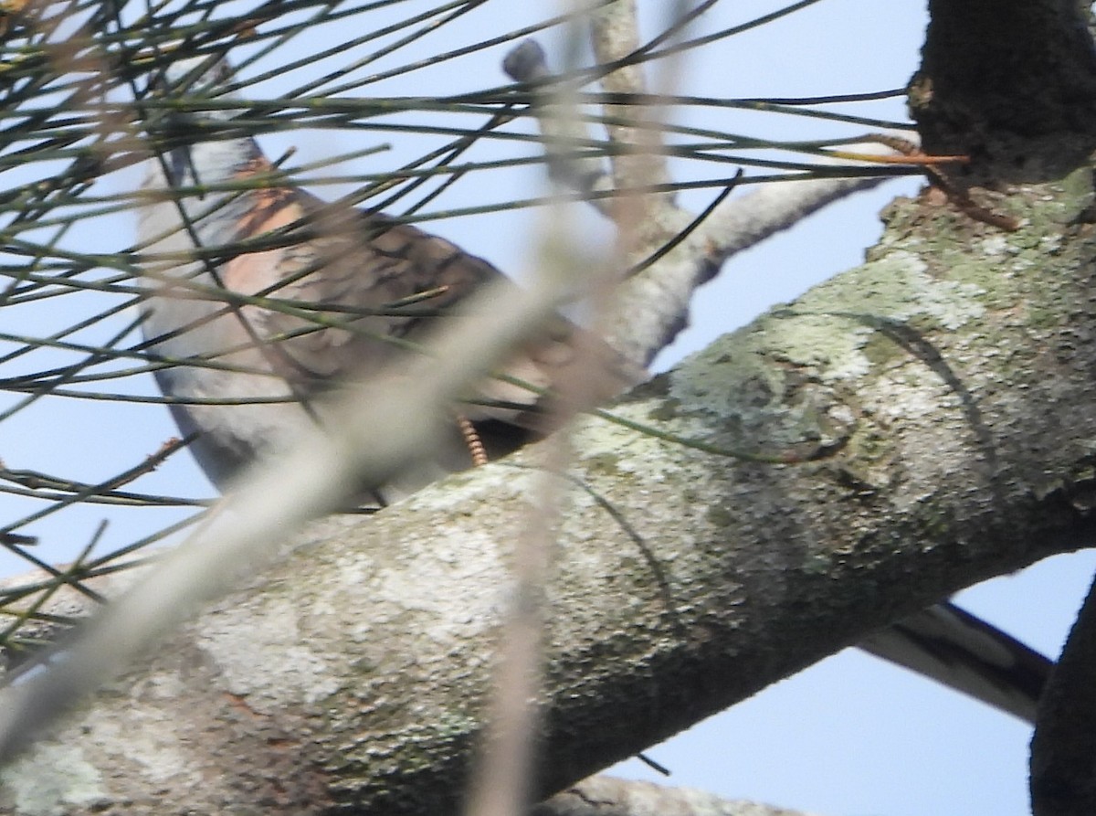 Bar-shouldered Dove - ML625503795