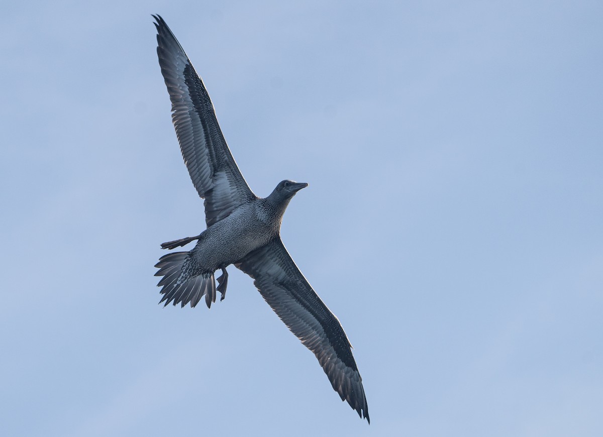 Northern Gannet - Rei Segali