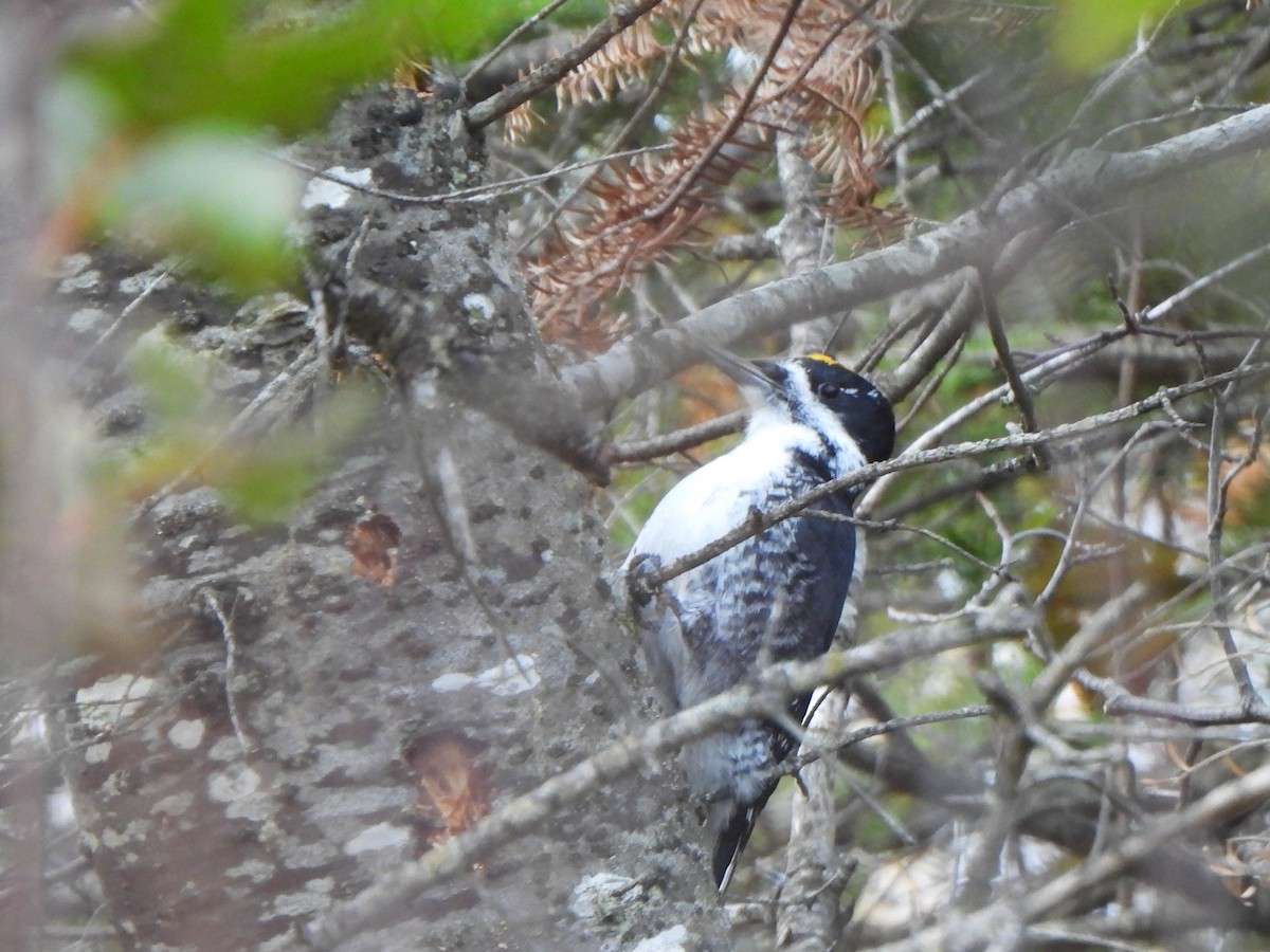 Black-backed Woodpecker - ML625503907