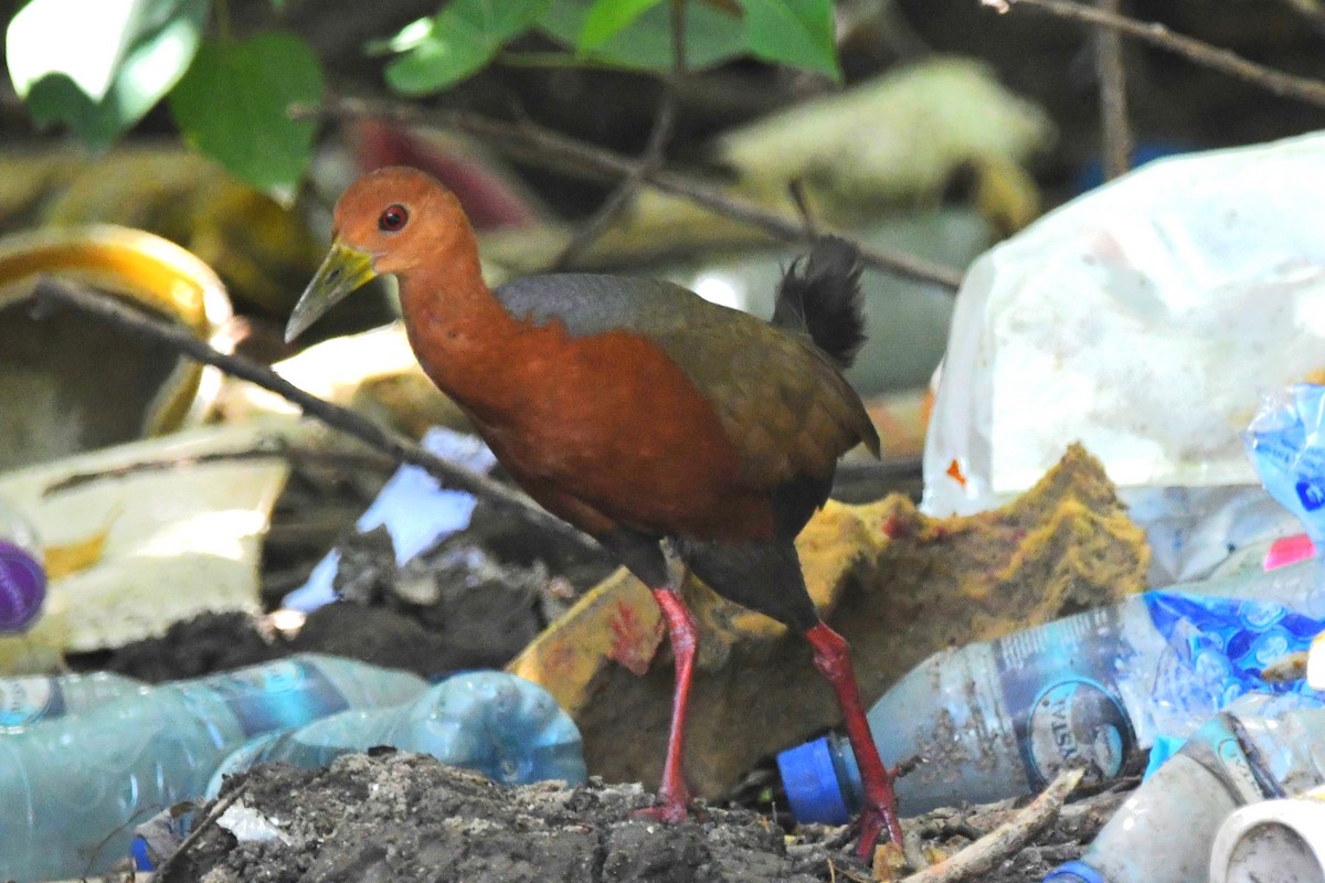 Rufous-necked Wood-Rail - ML625504033