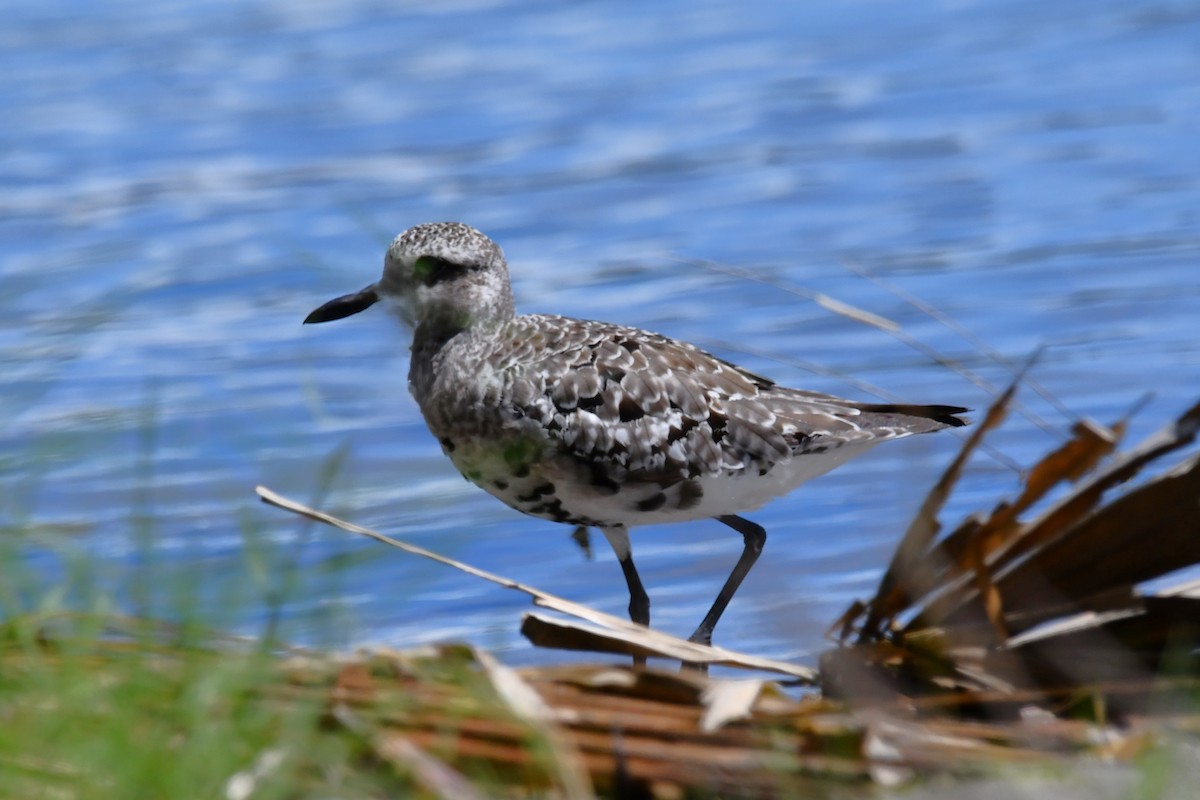 Black-bellied Plover - ML625504067