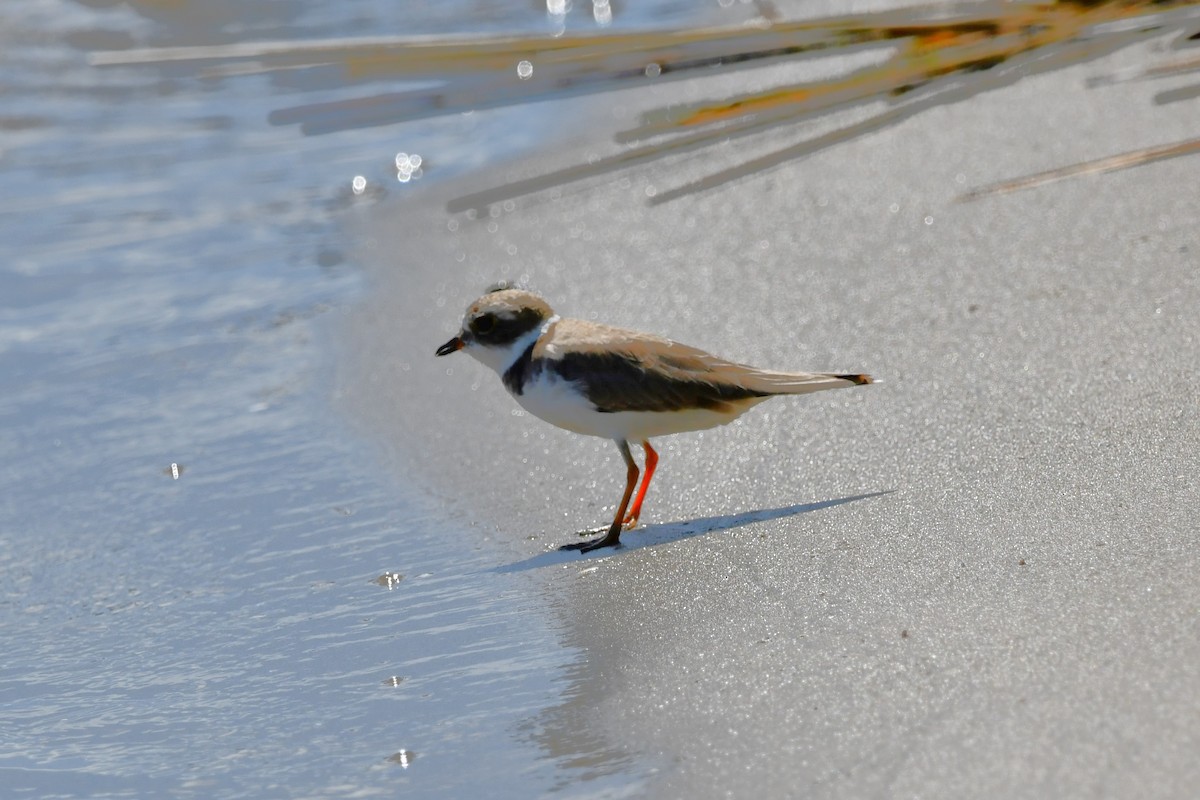 Semipalmated Plover - ML625504082