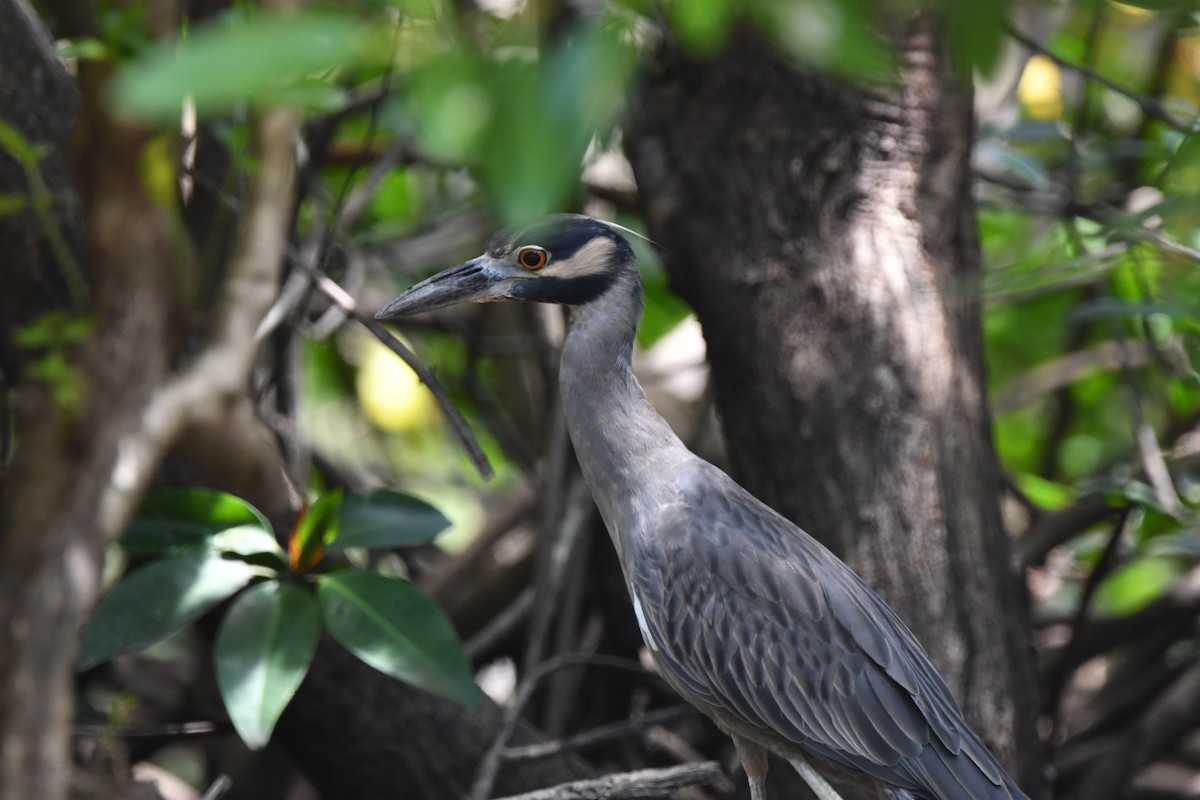 Yellow-crowned Night Heron - ML625504095