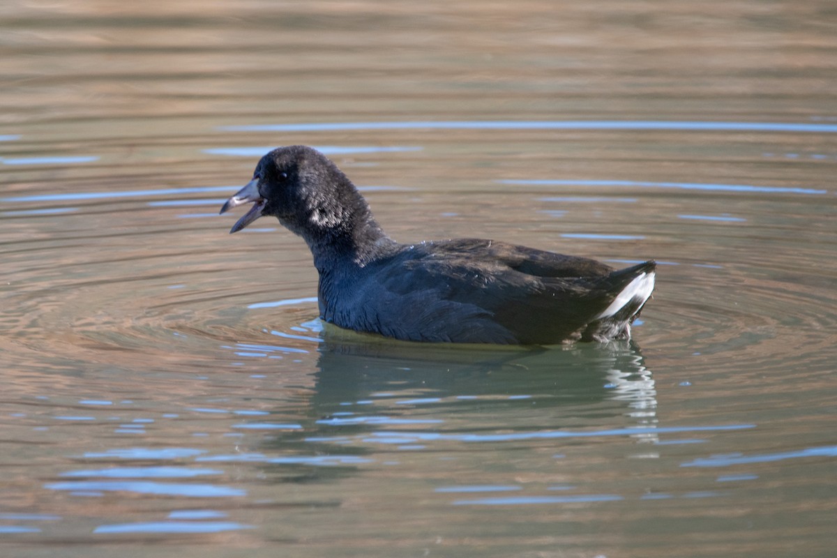 American Coot - ML625504111