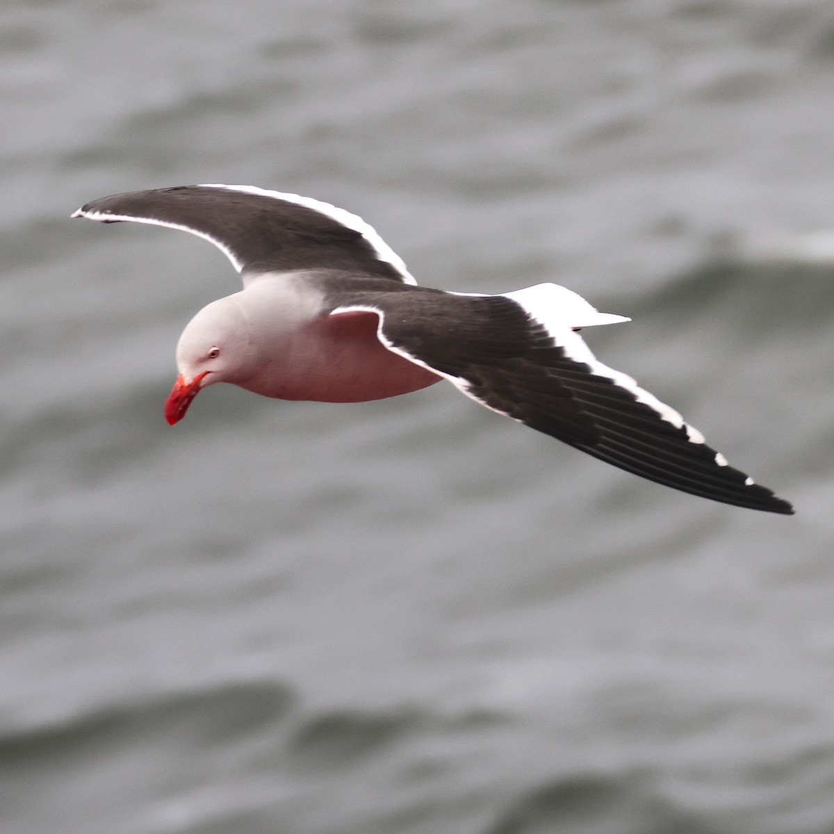 Dolphin Gull - ML625504120