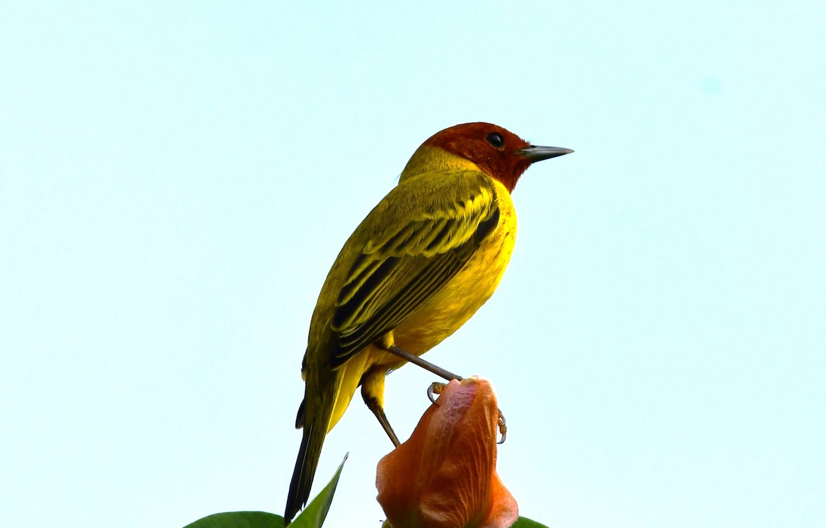 Yellow Warbler (Mangrove) - ML625504147